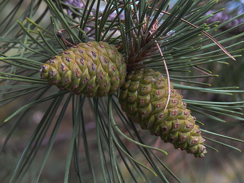 Pinus pinaster